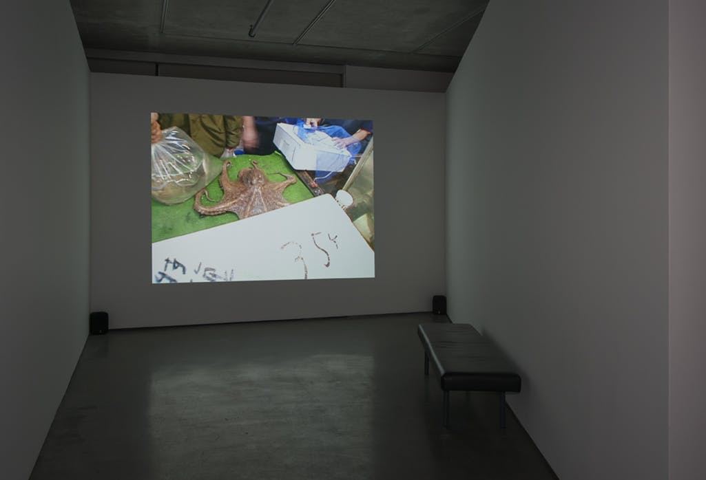A single-channel video is projected on a gallery wall. In the video, an octopus is on a green surface, surrounded by seafood-packing supplies.