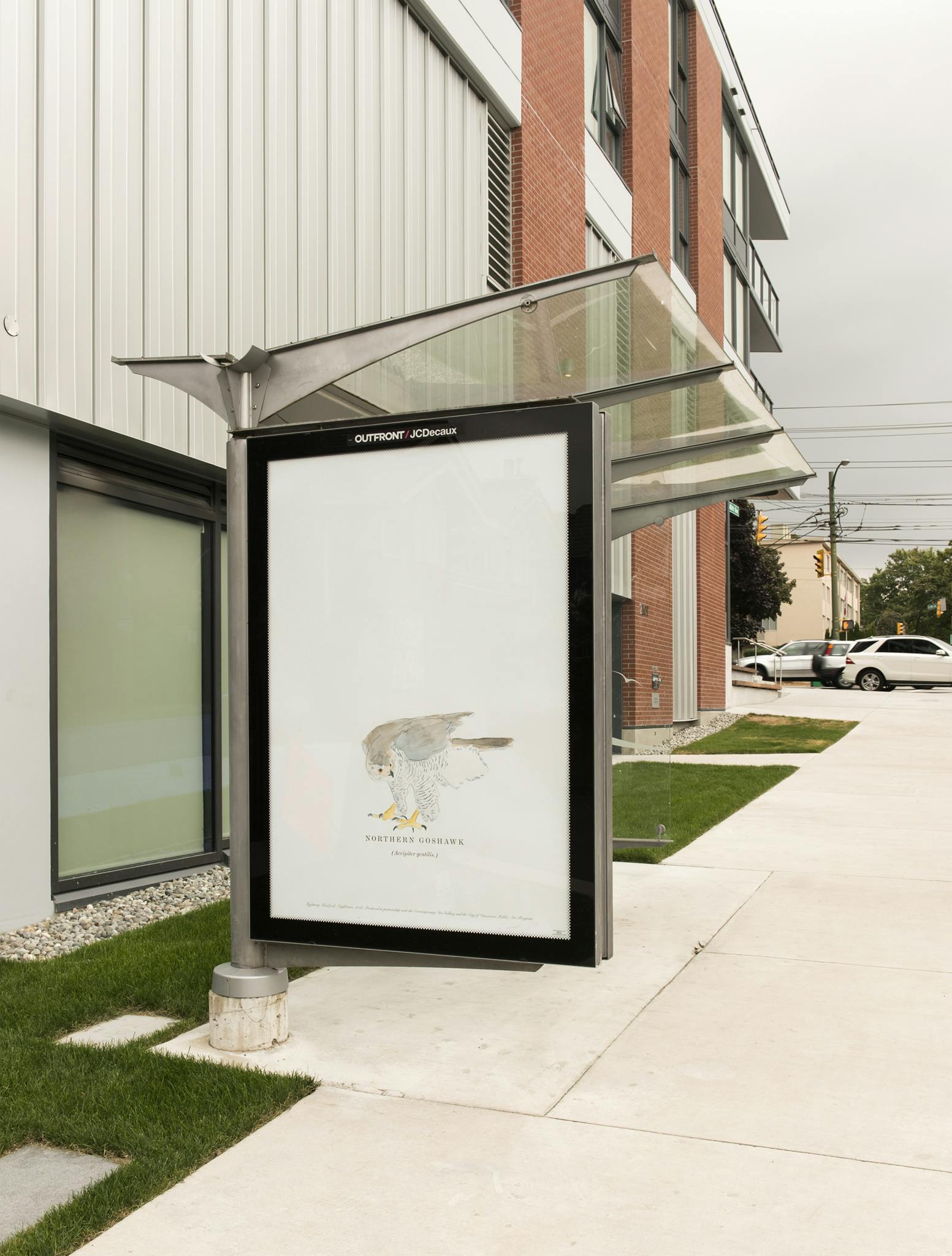An image of a bus shelter with a large-scale watercolour print of a Northern Goshawk. The print is installed where an advertisement would normally be displayed.  
