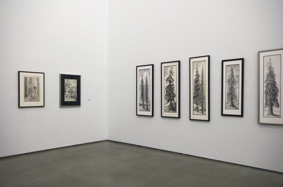 Seven framed works on paper, of various scales, hang on a gallery wall. In tall, narrow compositions, five of the artworks depict evergreen trees in black and white.