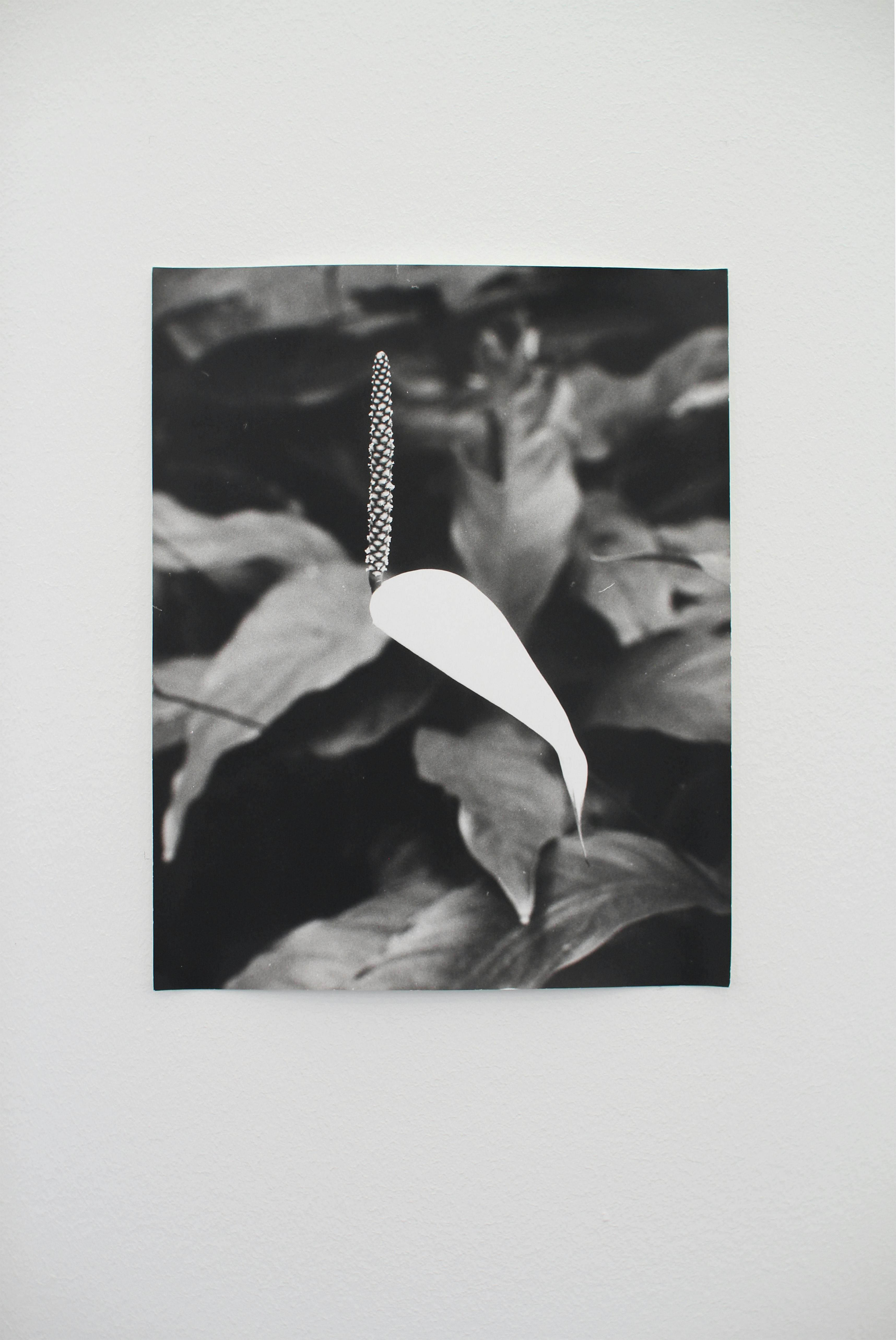 A black and white unframed photograph hangs on a gallery wall. The photograph depicts a a plant with a stark white left in the centre. 
