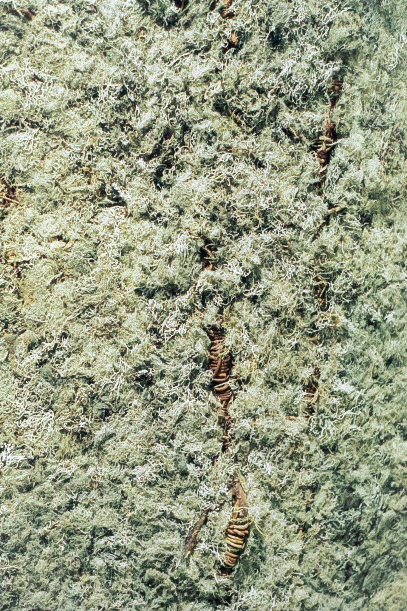 A closeup of a dense bed of moss, with several small pieces of coiled and rusty wire poking through. The moss is pale yellow-green and the wire is different shades of orange-brown.