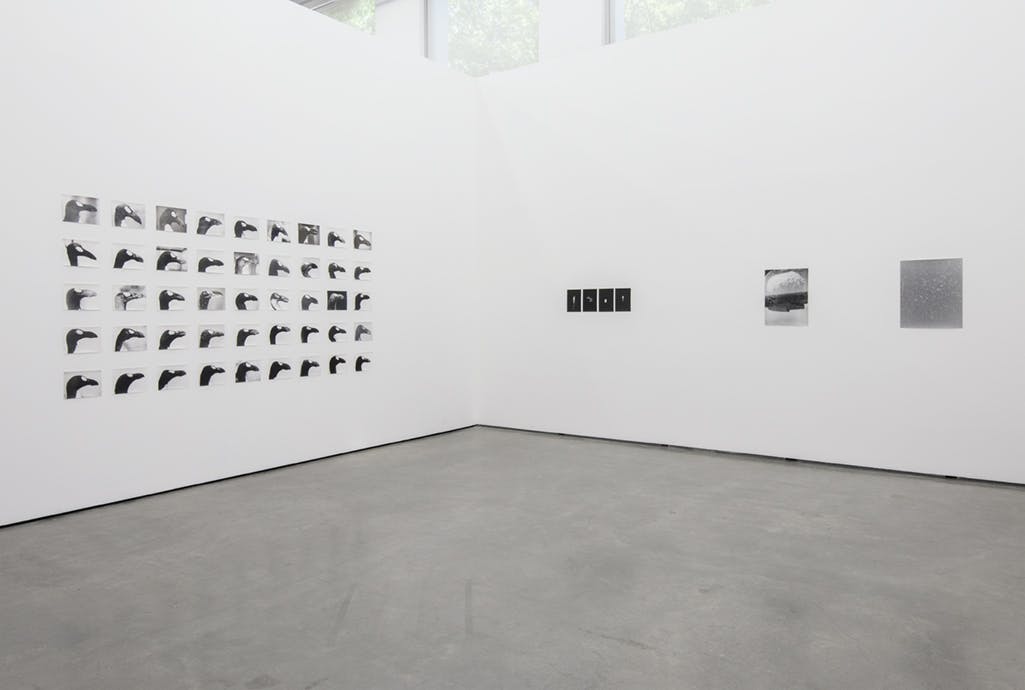 Several black and white photographs are installed on white gallery walls. A grid of photographs on one wall depict profiles of bird heads. Six other photographs are mounted on the adjacent wall. 