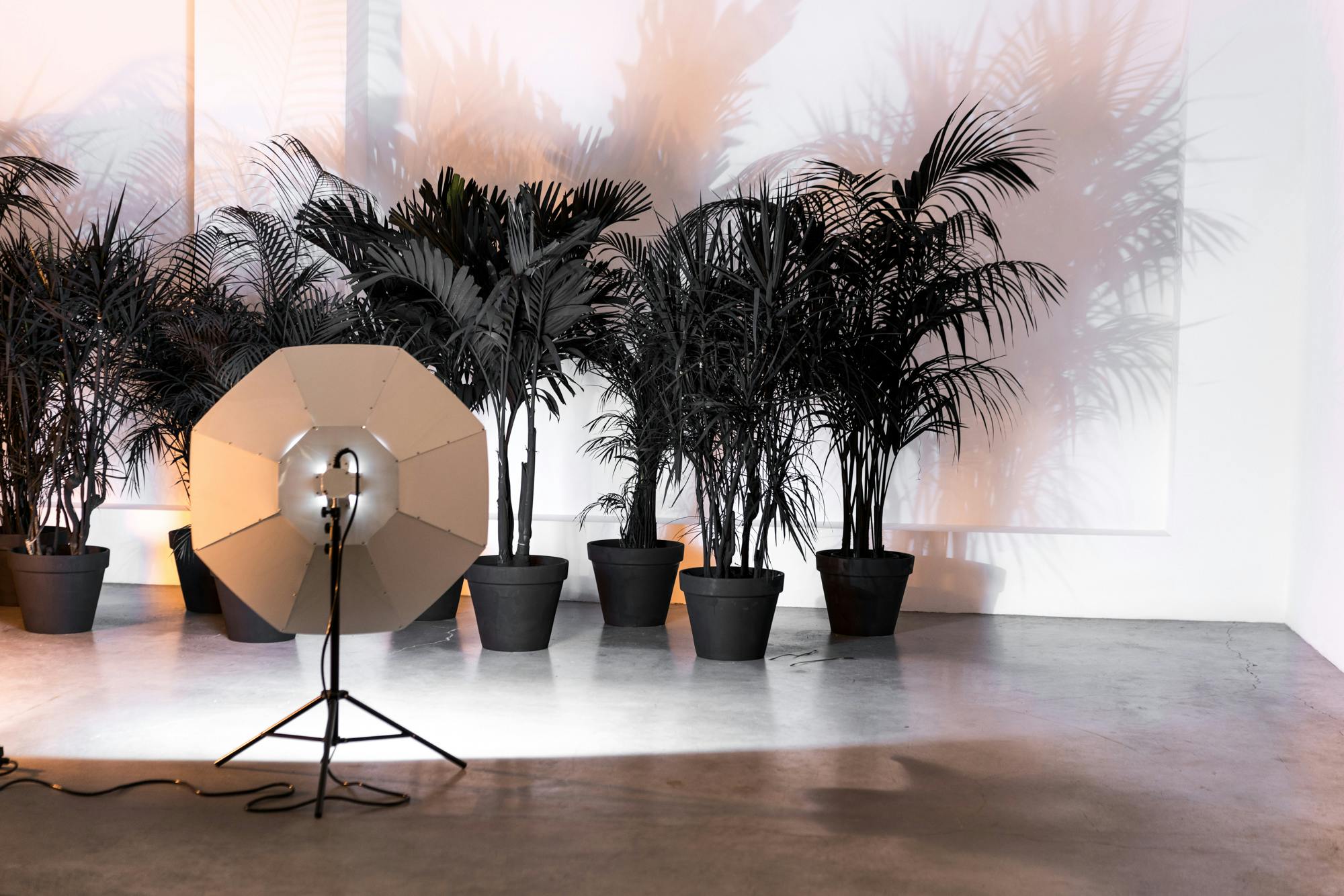 An installation of palm trees in pots painted in mat black. A light pink and blue light shines on them casting dynamic shadows on the wall behind them.