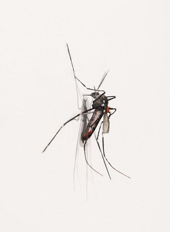 Detail image of a small-scale mosquito sculpture by Xu Zhen. It is mounted to a gallery wall and has six long legs. It has a dark grey body, and one-fifth of its abdomen is red.