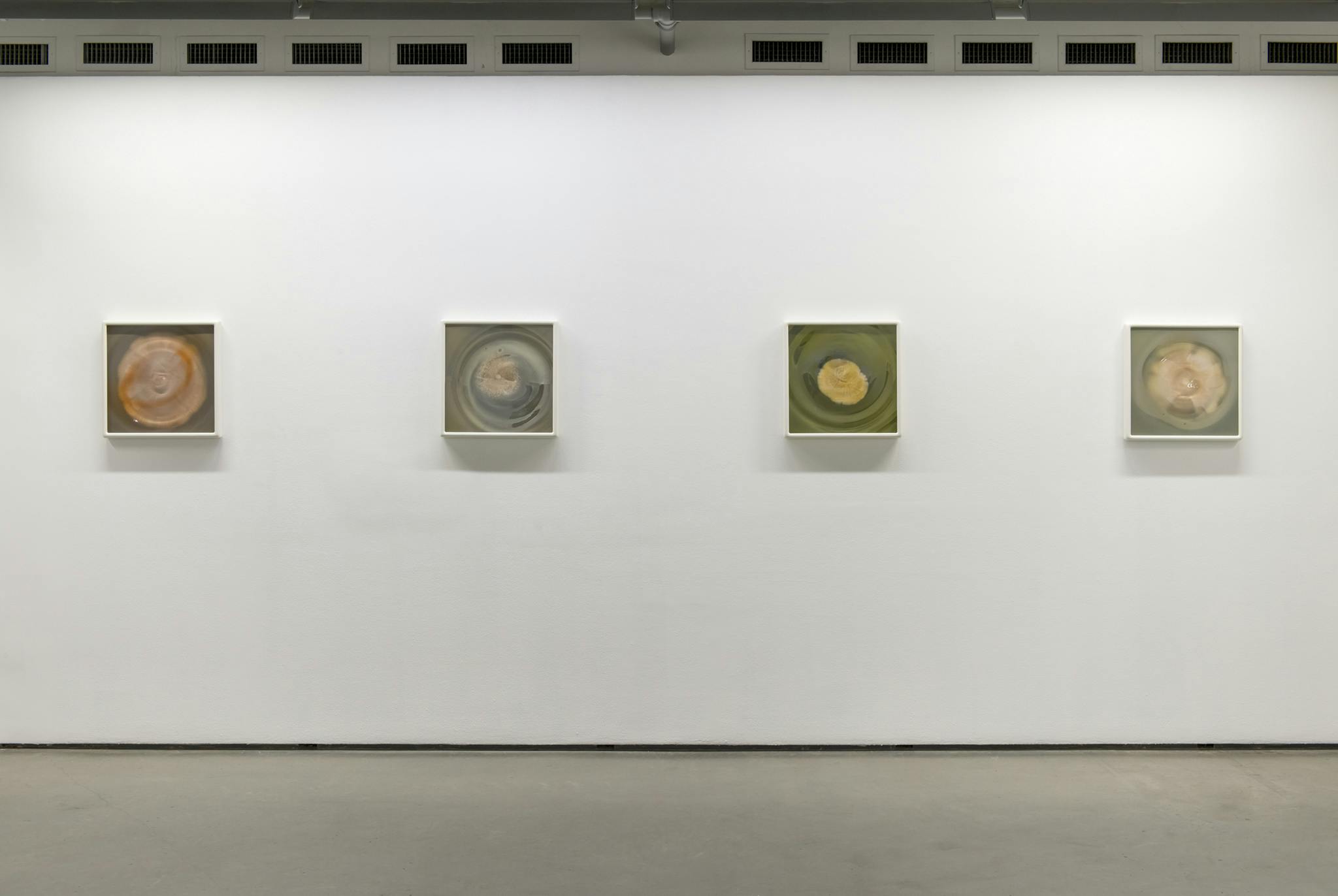 Four framed photographs hang on the wall of a gallery space. The photographs show fungi at a particular point in their development. Each image varies in hues of green, orange, beige and blue.