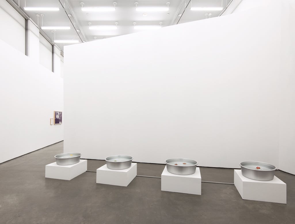 Four metal bowls are installed on low, white plinths in front of a wall. All of the bowls contain water. There are objects, including oranges and apples, in each bowl. 