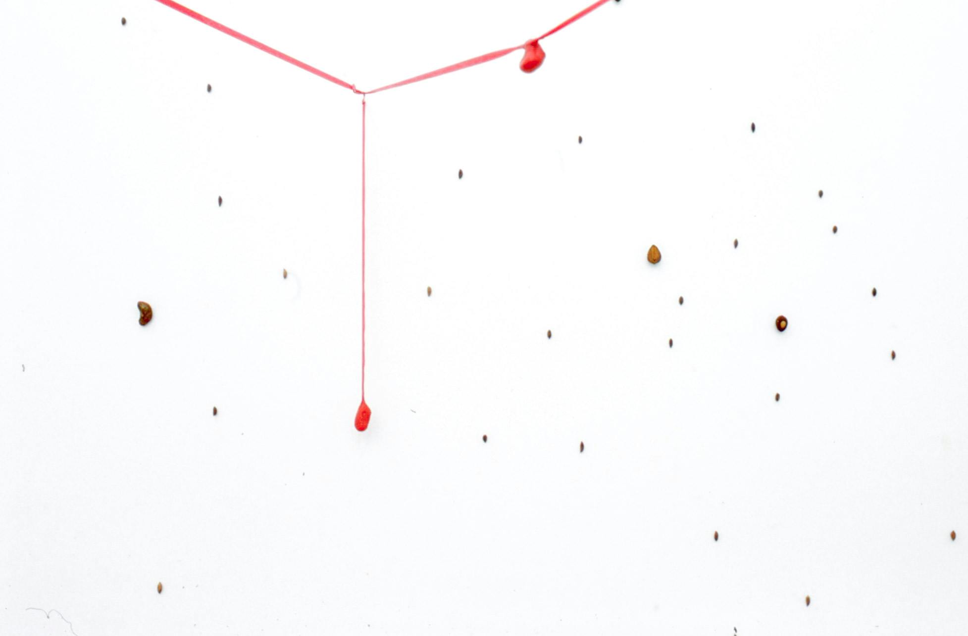 Installation image of artworks in a gallery. Various seed-shaped objects are attached to a white wall. Red thin strings are hanging from the upper part of the wall. 