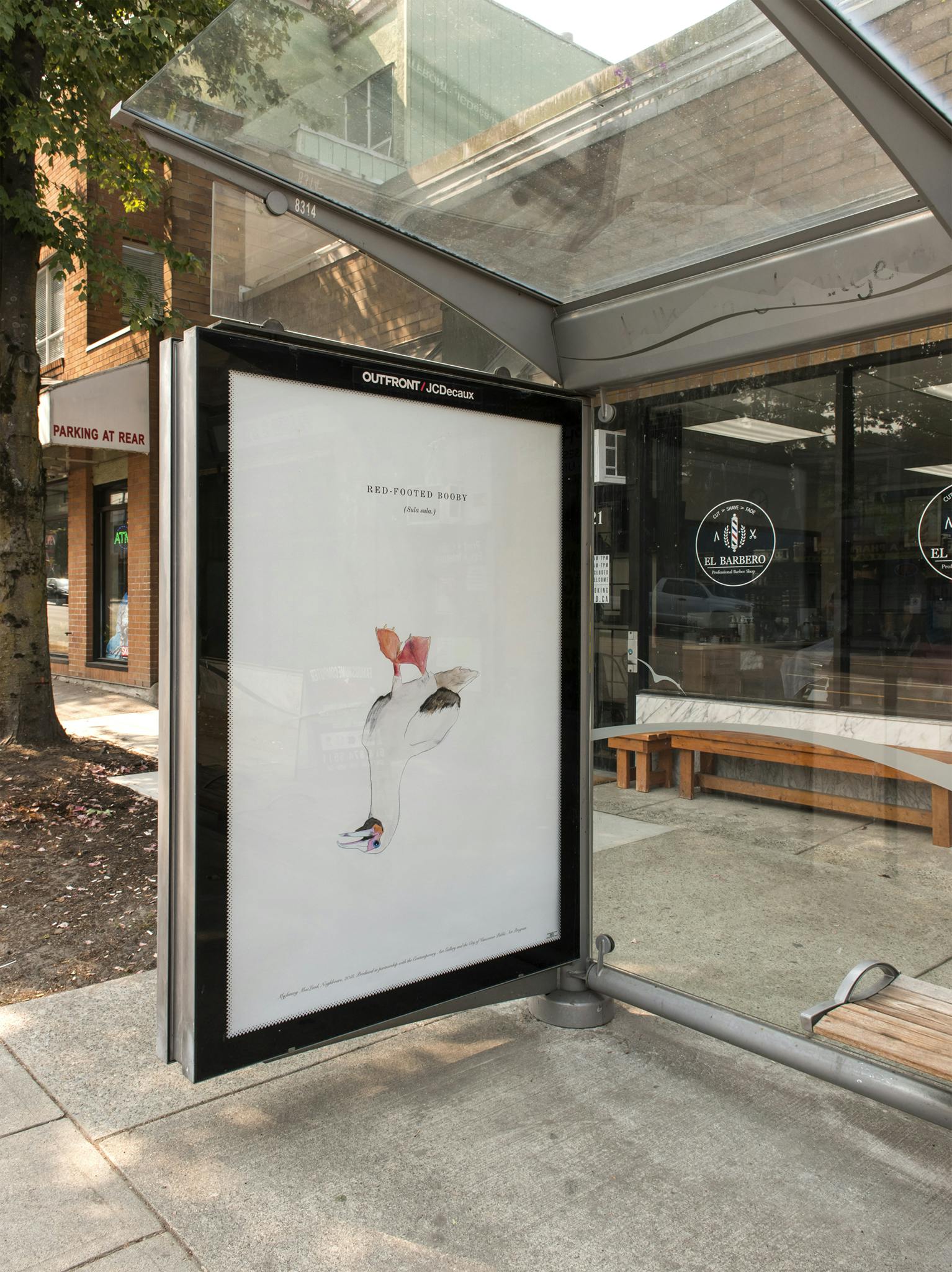 An image of a bus shelter with a large-scale watercolour print of a Red Footed Booby. The print is installed where an advertisement would normally be displayed.