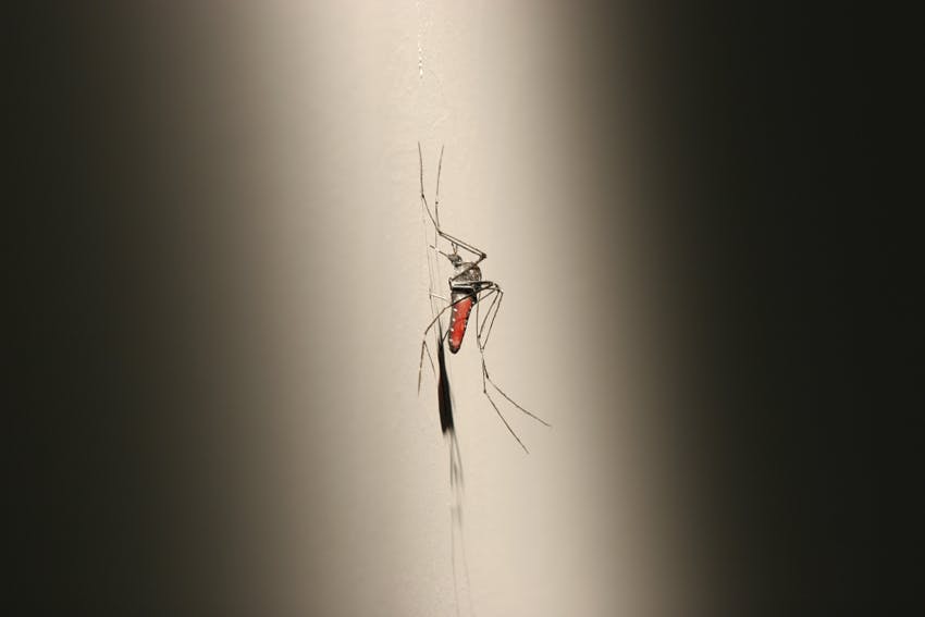Detail image of a small-scale mosquito sculpture by Xu Zhen. This sculpture, facing the gallery wall and nailed at its thorax, looks like it's sucking the blood out of the white gallery wall.
