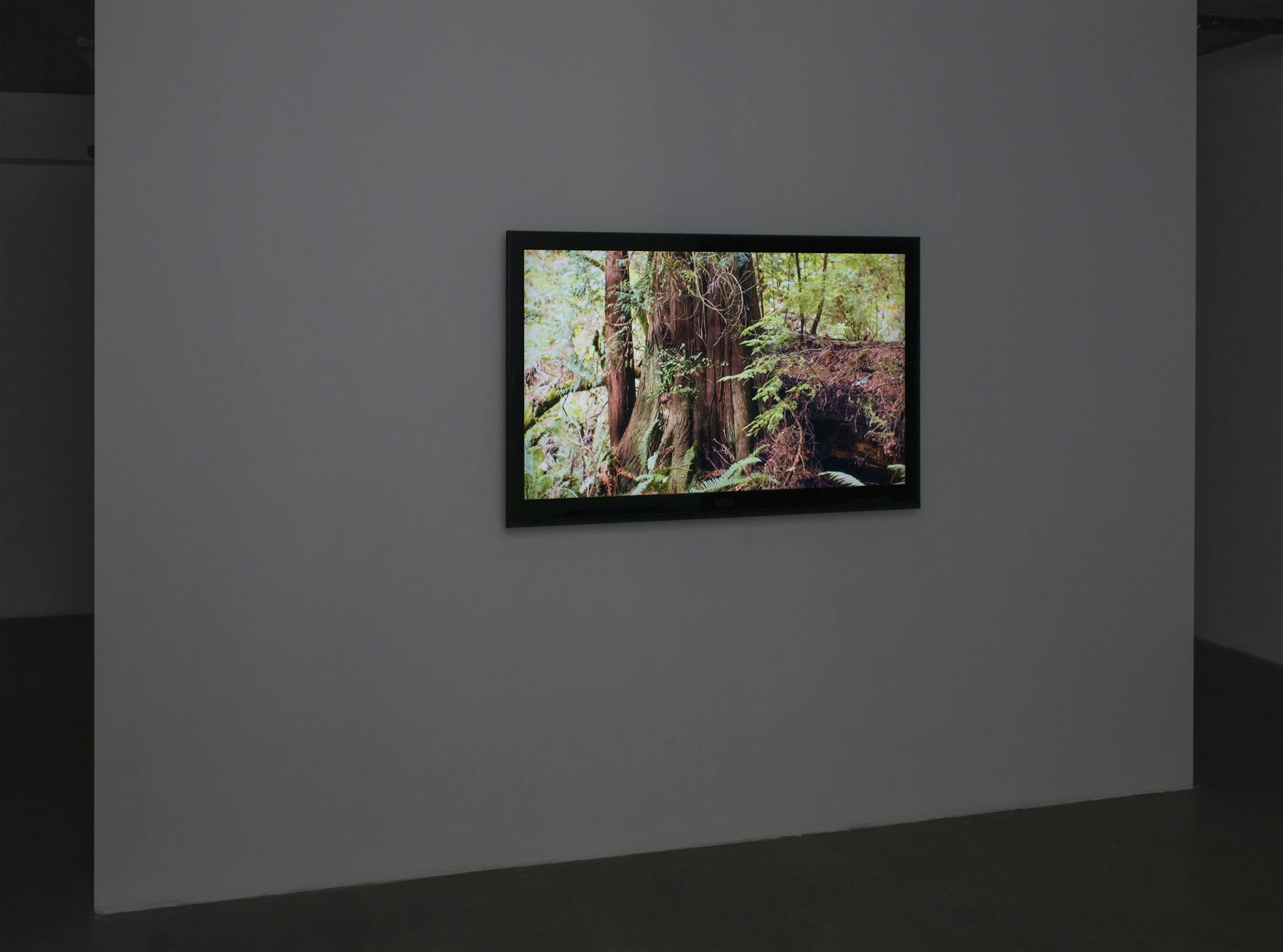 A monitor hangs on the wall of a dark gallery space. The monitor displays an image of a lush forest in British Columbia.