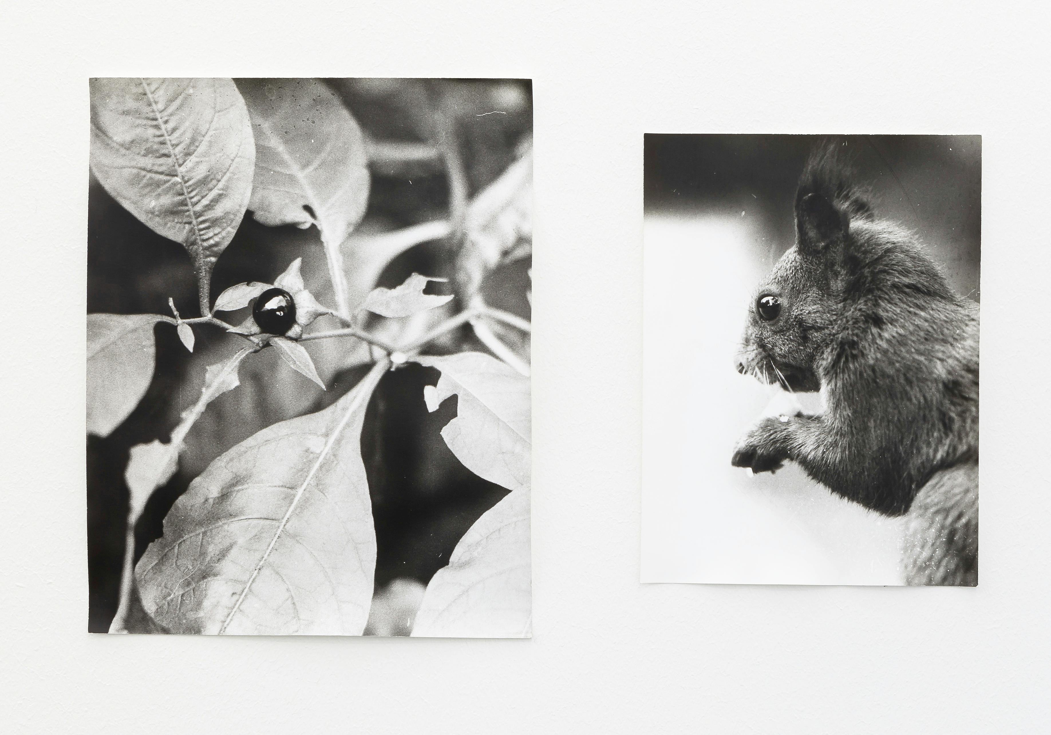 Two black and white photographs hang on a white wall. The image on the left depicts the leaves of a plant with a berry in the middle and the one on the right depicts the profile of a squirrel. 