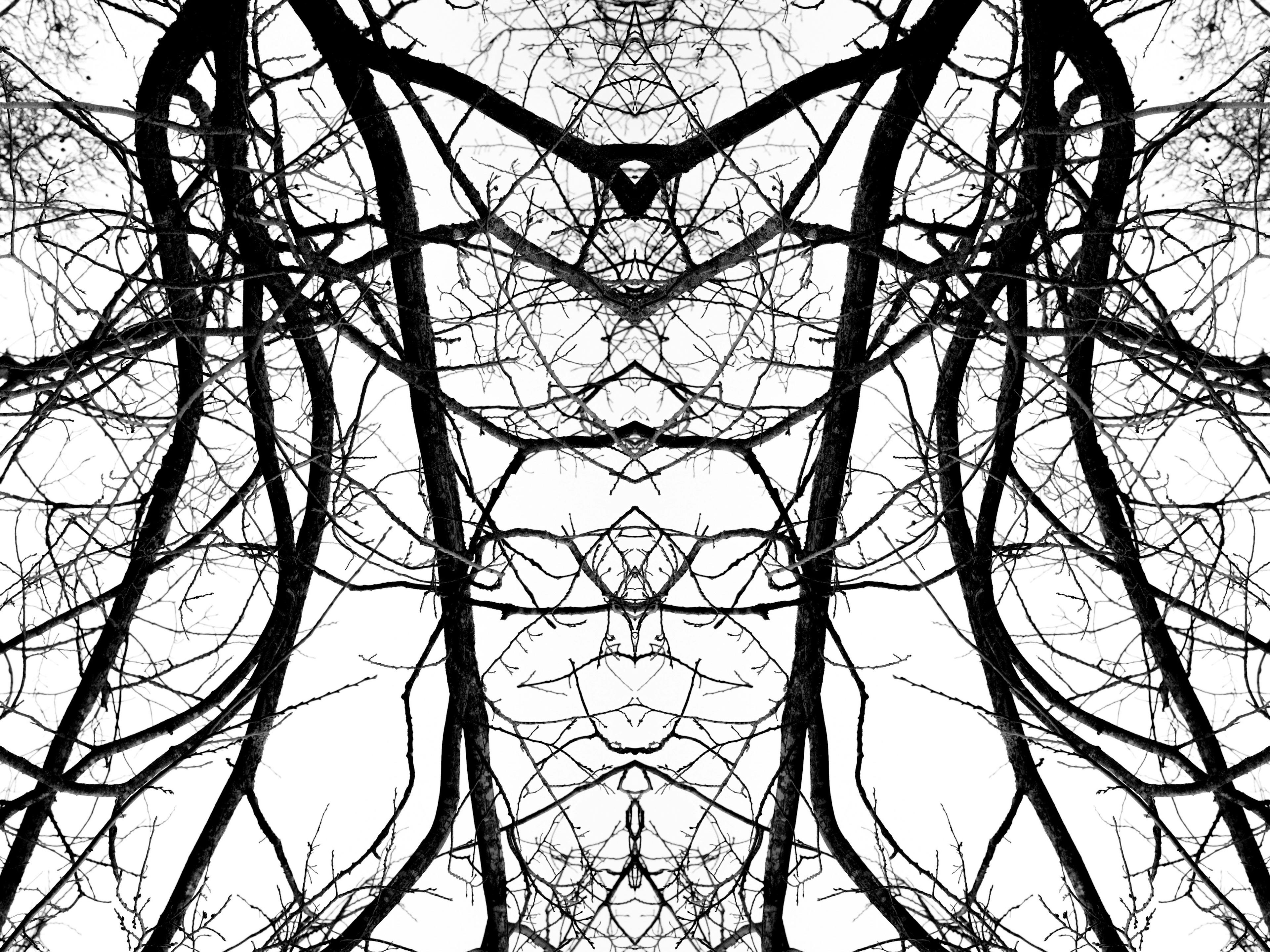 A mirrored black and white image of leafless entangled tree branches. 