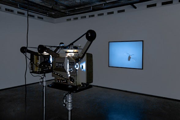 Seven film projectors are installed in the middle of a darkened gallery. On the gallery walls, these machines project a film showing a wasp flying in the blue sky.  