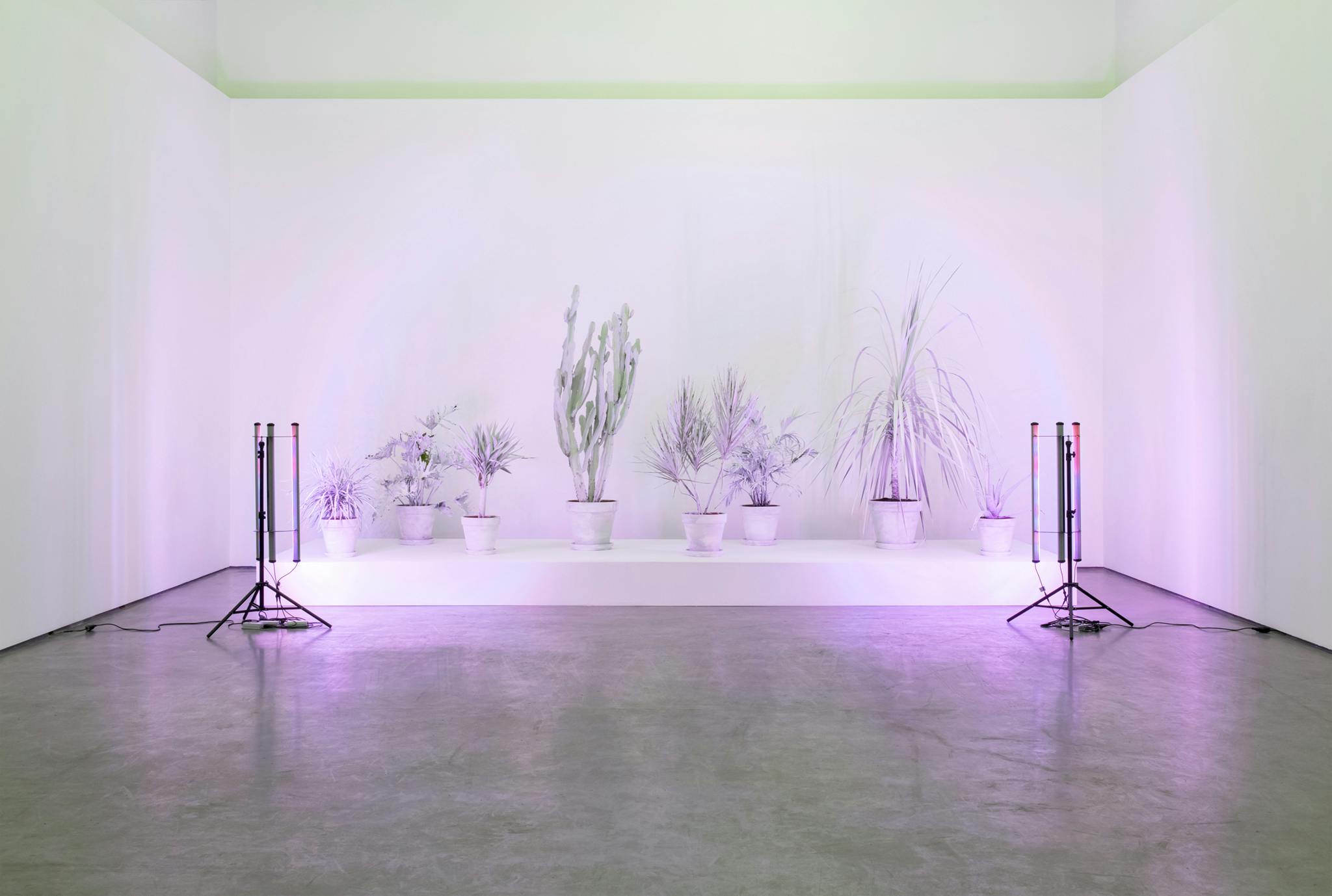 Eight plants of various sizes sit on a white platform. The plants and their pots are painted white. There are bright blue and red lights, pointed towards the plants, casting a pink hue in the space.