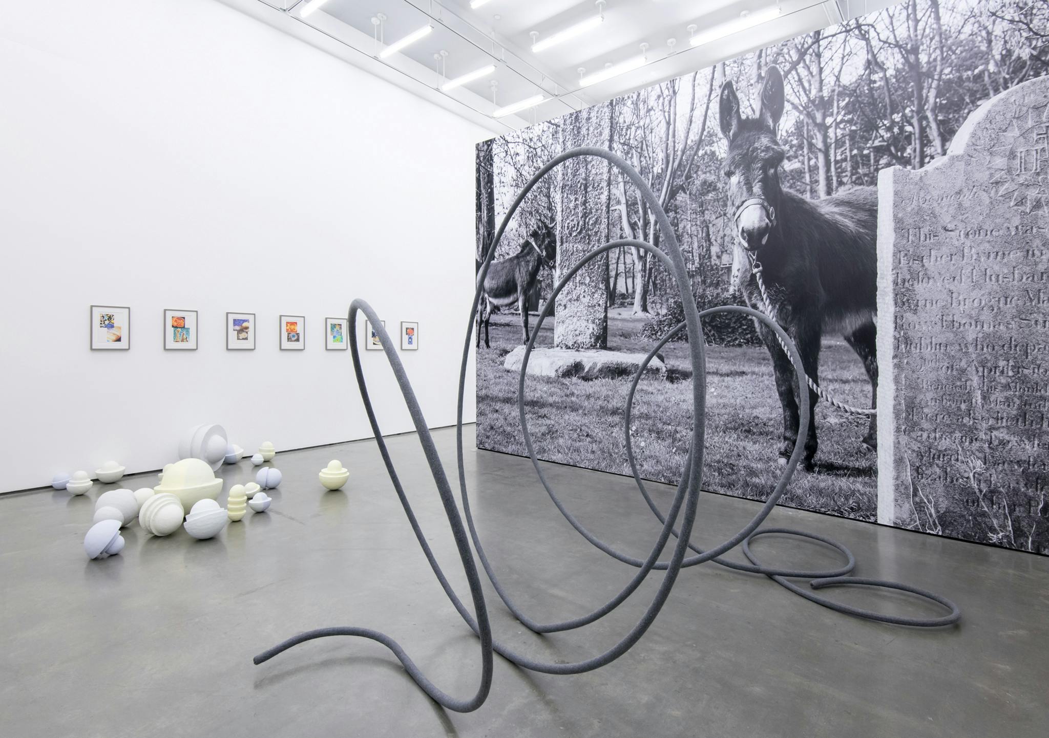 A large-scale, black and white photograph of donkeys in a cemetery covers the full height and width of a free-standing wall. The image is foregrounded by a large-scale, coiled sculpture on the floor. 