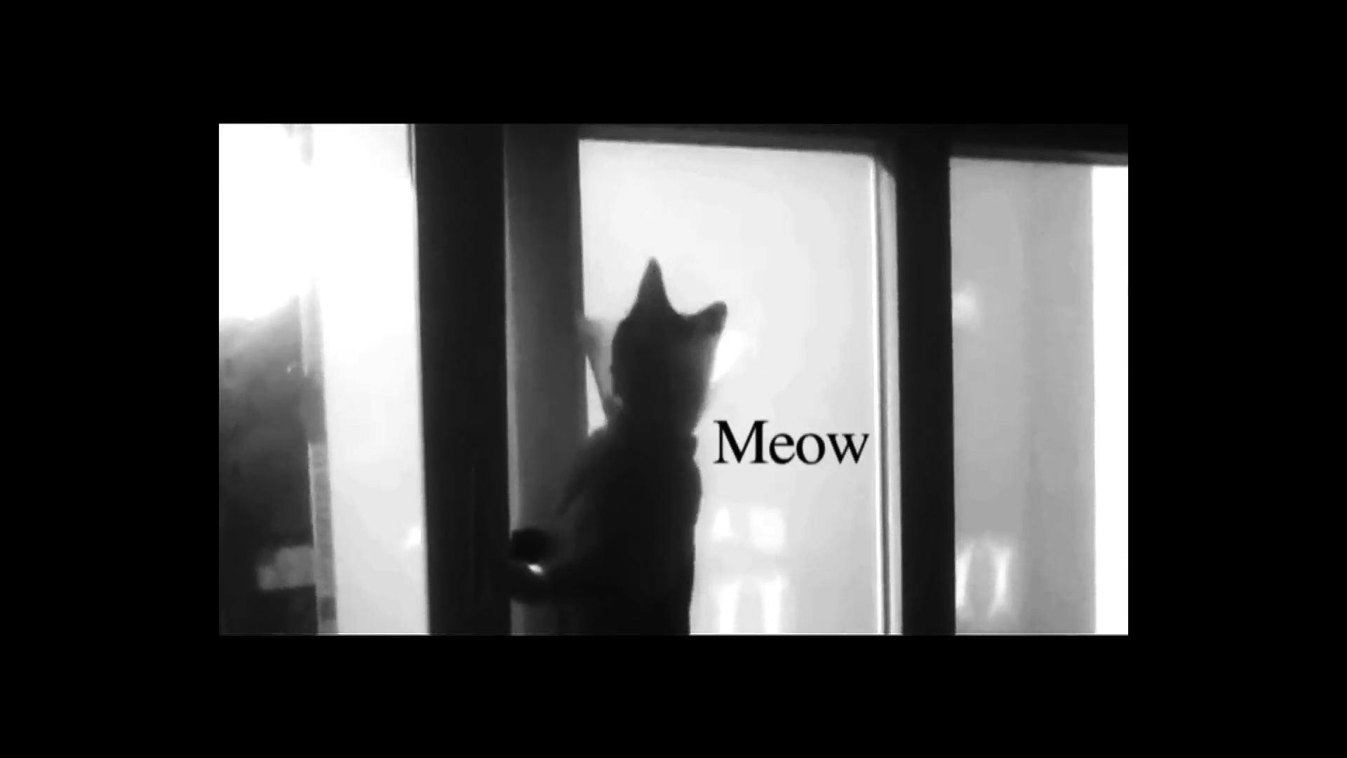 Image still from a video. A black cat sits in the middle of a window frame, its back facing the camera. Black text across the image reads, “Meow,” just to the right of the cat.