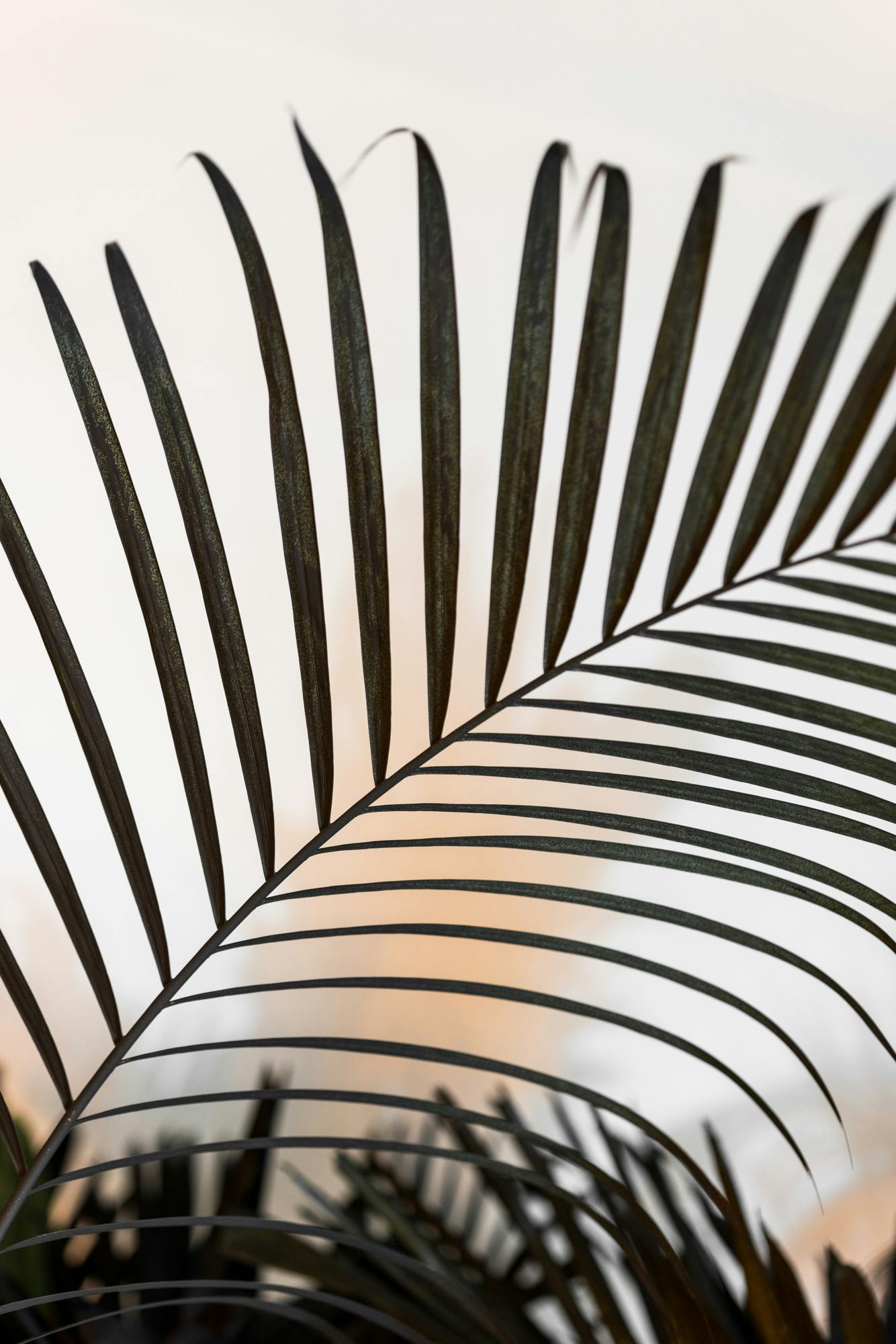 A close view of a palm leaf painted in mat black. A light pink and blue light shines on them casting dynamic shadows on the wall behind them.