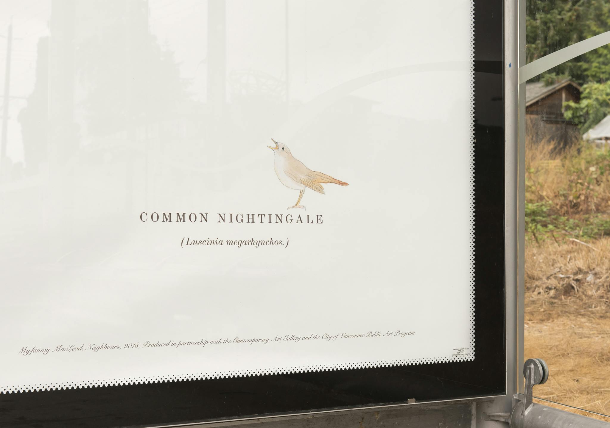 A detail image of a bus shelter with a large-scale watercolour print of a Common Nightingale. The print is installed where an advertisement would normally be displayed. 