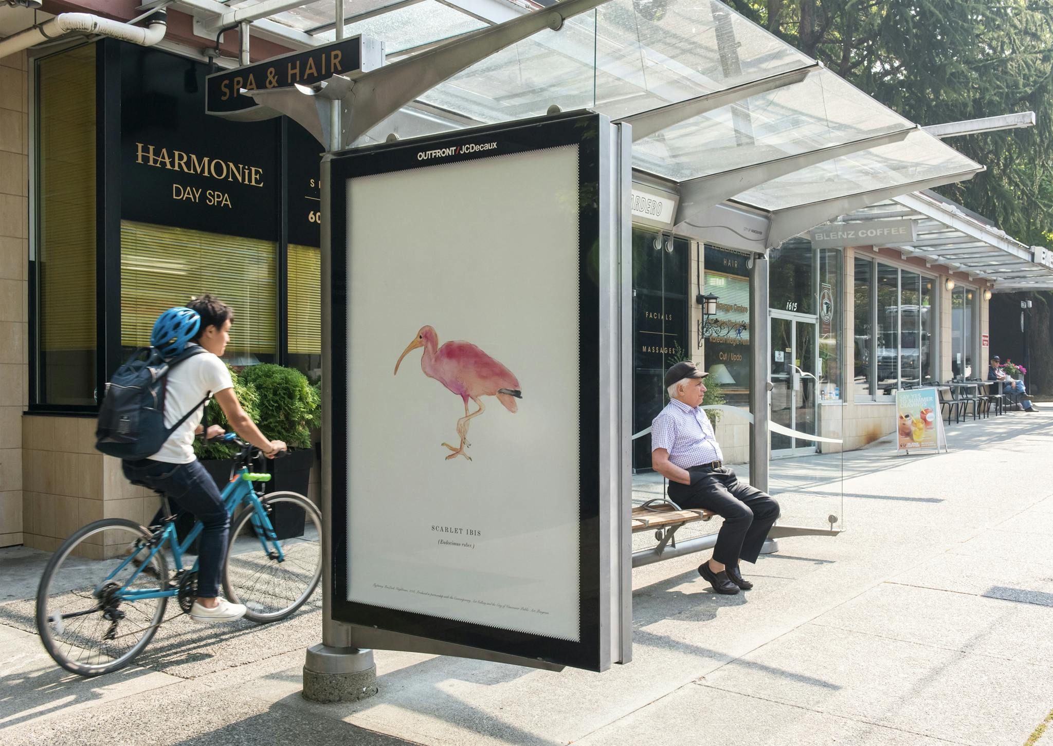 An image of a bus shelter with a person biking past and another sitting in the shelter. A large-scale watercolour print of a Scarlet Ibis is installed in the shelter, in place of an advertisement. 