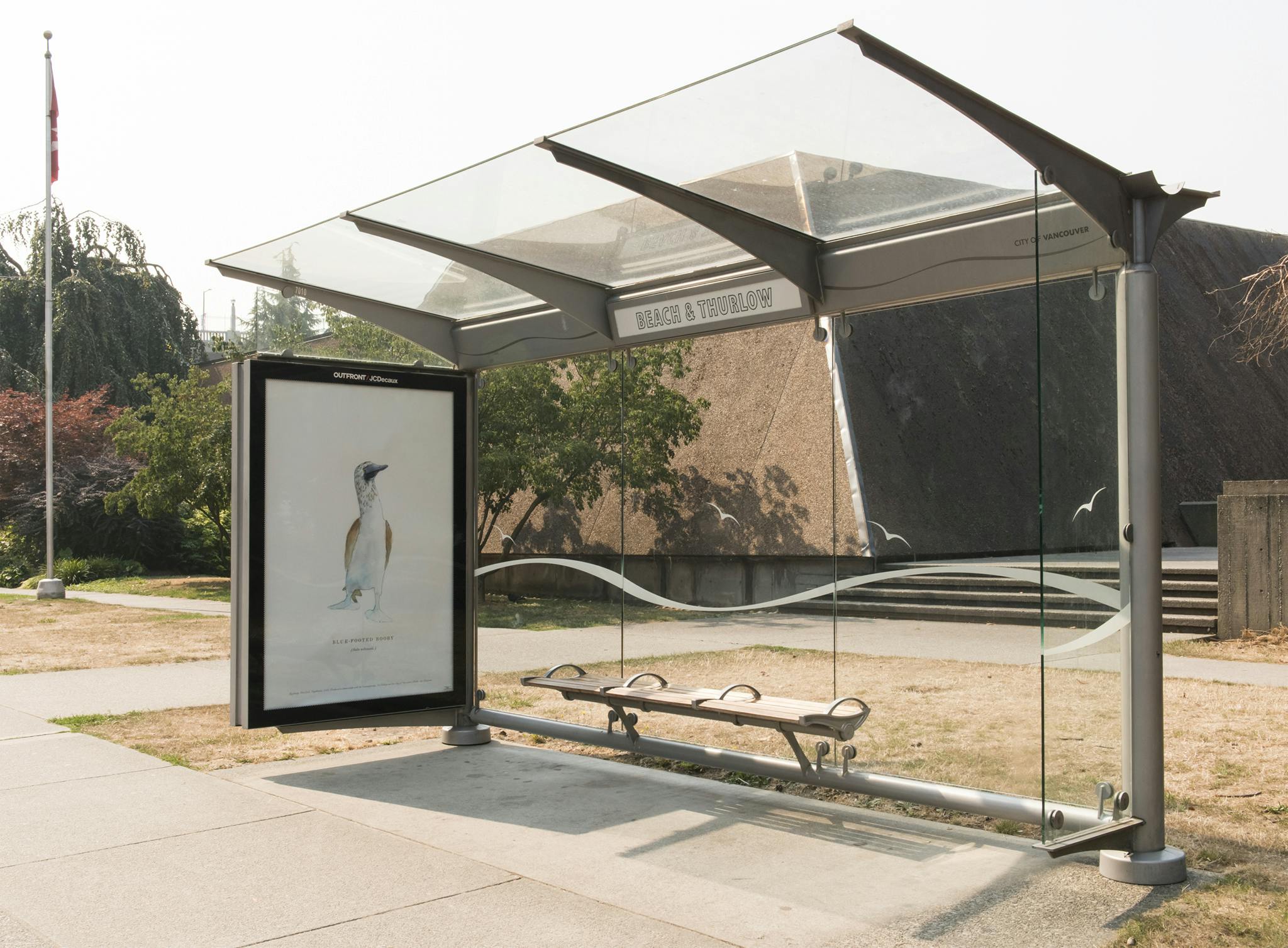 An image of a bus shelter with a large-scale watercolour print of a Blue Footed Booby. The print is installed where an advertisement would normally be displayed. 