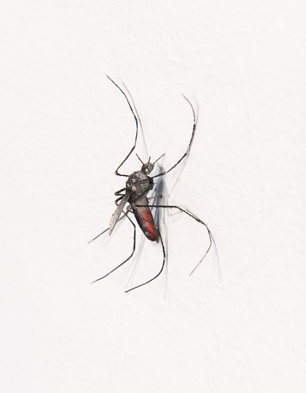 Detail image of a mosquito sculpture by Xu Zhen. It is mounted to a white gallery wall and has six long legs. It has a dark grey body, and three quarters of its abdomen is red.