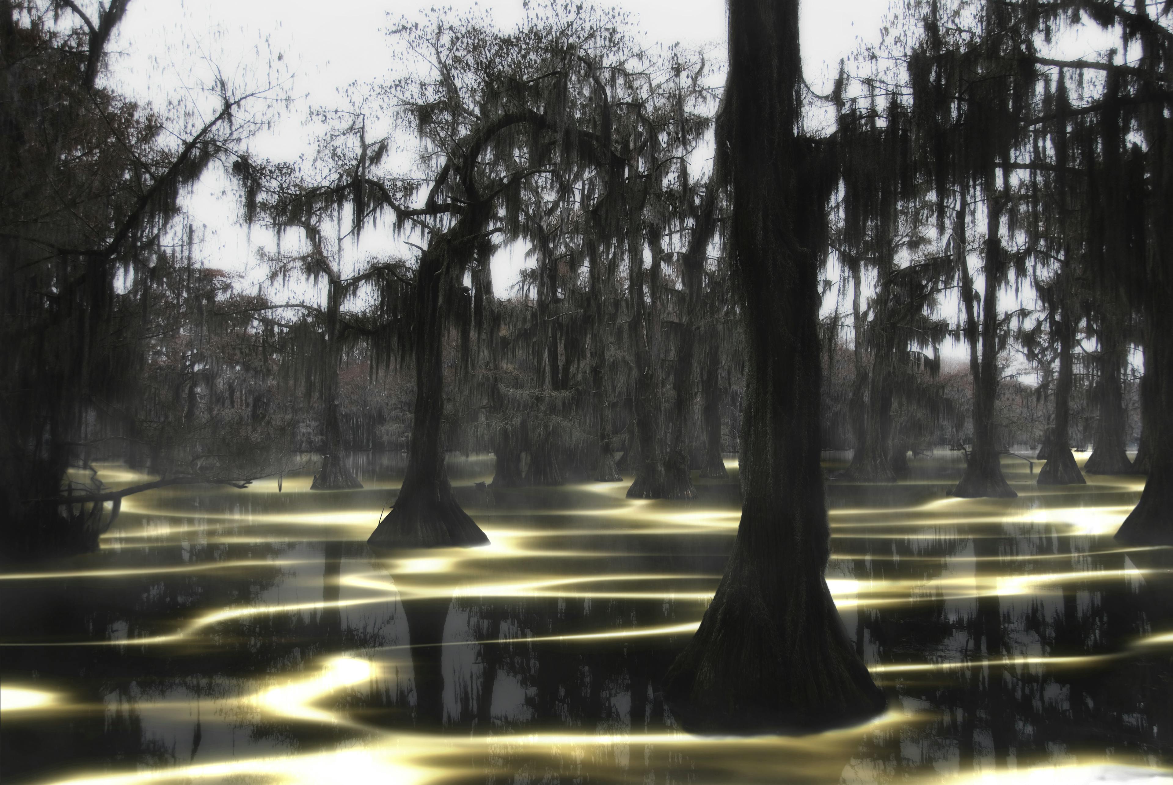 An image depicting a forest of dark trees which appear to be standing in a glowing body of water. 