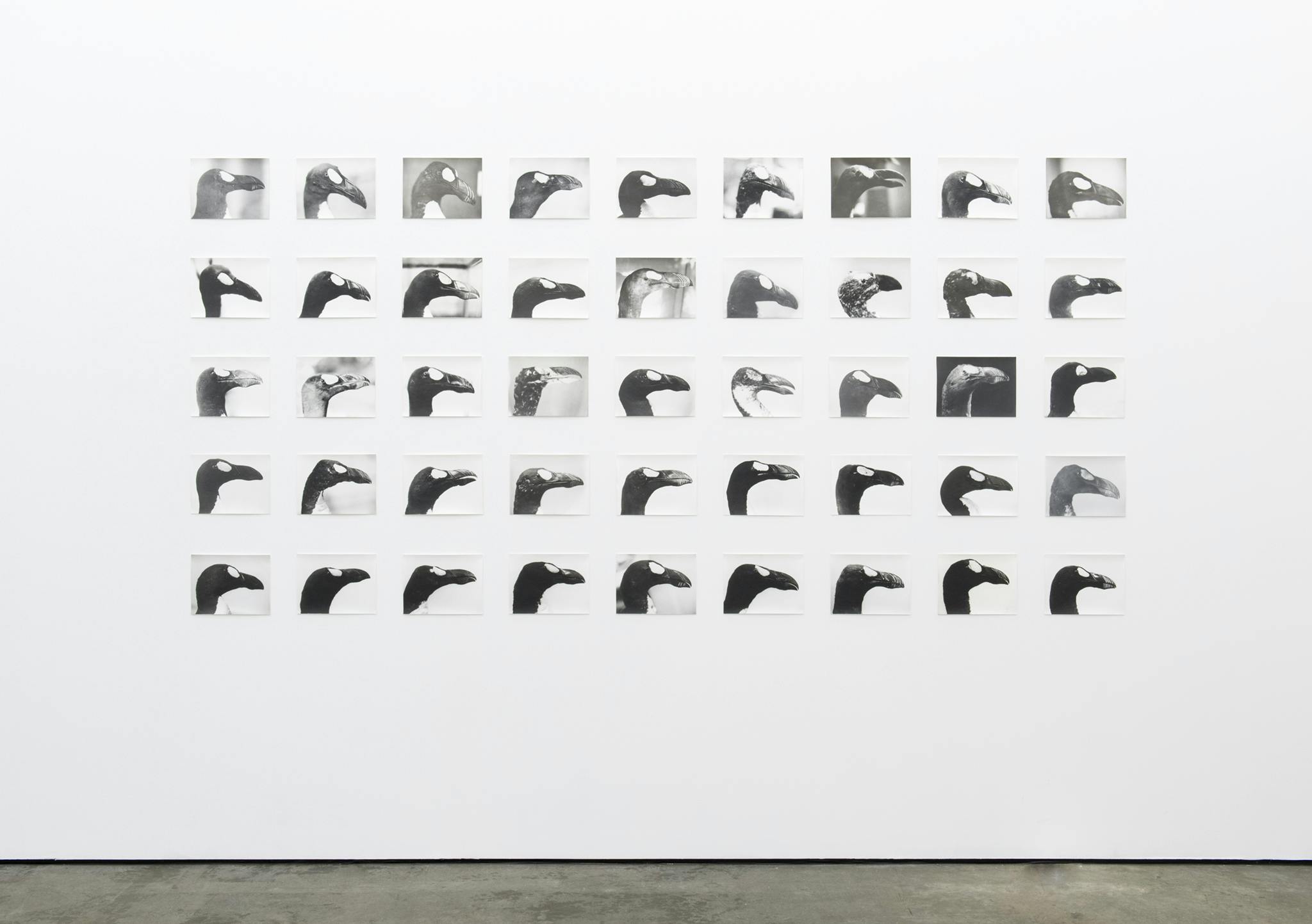 A nine by five grid of small black and white photographs which each depict the profile of a birds head.