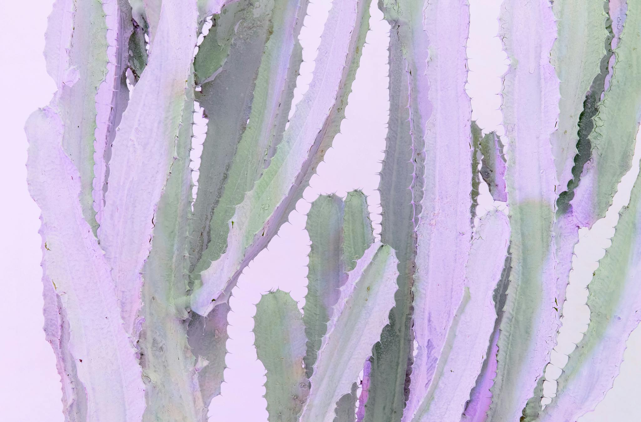 A detailed image of Andrew Dadson's work. A cactus illuminated by pink-purple light. 